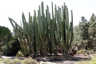 GC-Jardin Botanico Viera 2019-10.JPG